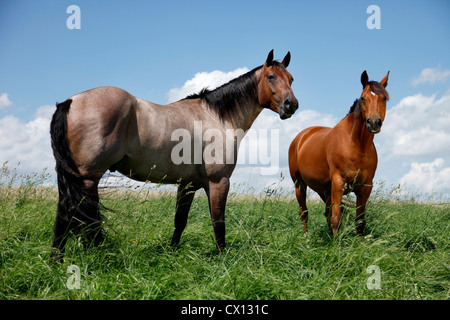 Quarter Horse und Trakehner Stockfoto