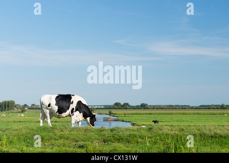 Niederländische schwarze und weiße Kuh in typischen Landschaft Stockfoto