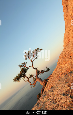 Sunrise. Einsame Wacholder auf Felsen am Meer Hintergrund. Novij Svet, Krim, Ukraine Stockfoto