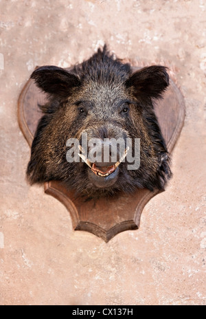 Boar es Head Trophy auf einer Wand Stockfoto