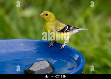 Weibliche amerikanische Stieglitz Stockfoto