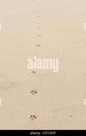 Hund-Fußspuren im Sand am Strand Stockfoto