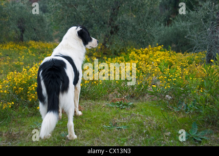 Rückansicht des griechischen Schäferhund stehen auf einer blühenden Wiese Stockfoto