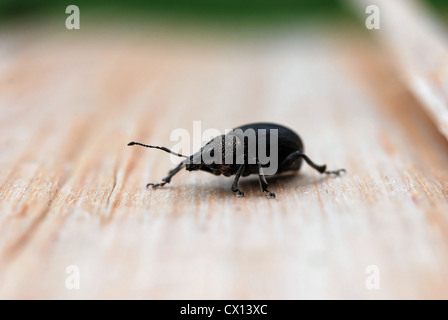 Boden-Rüsselkäfer (Barynotus Obscurus) Stockfoto