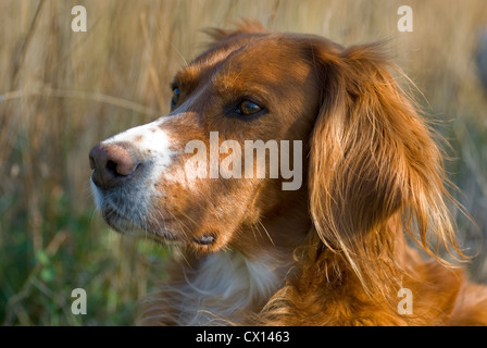 Porträt einer Irish Red Setter im Profil Stockfoto