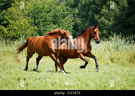 zwei Pferde Stockfoto