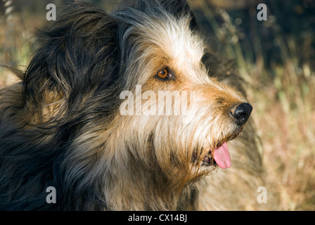 Porträt eines Briard Hund im Profil Stockfoto