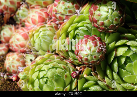 Sukkulente der Gattung Sempervivum, auch bekannt als Hühner und Küken. Stockfoto