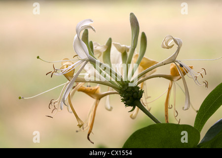 Nahaufnahme Blume des gemeinsamen Geißblatt (Lonicera Periclymenum) Stockfoto