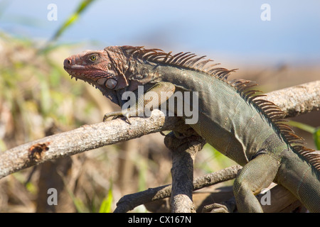 Bunte Iguana Sonnenbaden am Ufer Flusses, Punta Arenas, Costa Rica Stockfoto