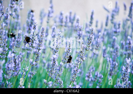 Hummel, Lavendel, Sommer, Garten, Nahaufnahme Stockfoto