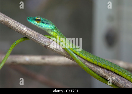 Grüne Baumschlange warten auf einem Ast, Costa Rica. Stockfoto