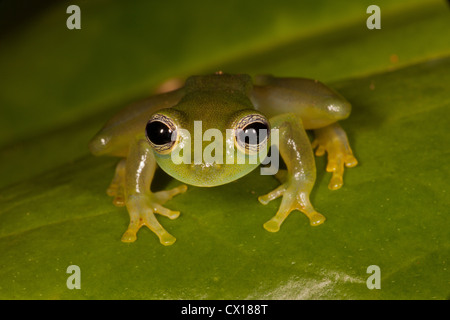 Stachelige Cochran Frosch, Teratohyla spinosa, nachts im Regenwald an Burbayar Naturschutzgebiet, Panama Provinz, Republik Panama. Stockfoto