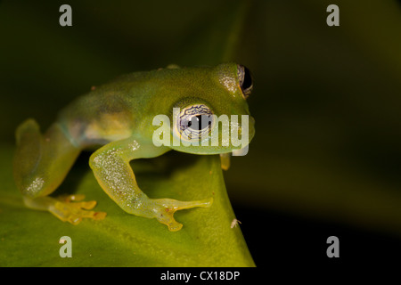 Stachelige Cochran Frosch, Teratohyla spinosa, nachts im Regenwald an Burbayar Naturschutzgebiet, Panama Provinz, Republik Panama. Stockfoto
