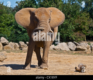 Afrikanischer Elefant (Loxodonta Africana) Stockfoto