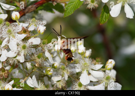 Kolibri Clearwing Motte auf dem Blackberry-Busch Stockfoto