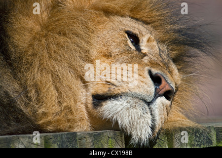 Männlicher Löwe (Panthera Leo) Stockfoto