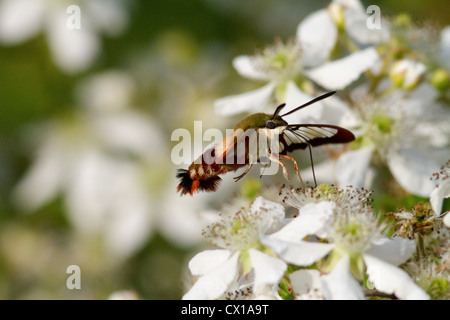 Kolibri Clearwing Motte auf dem Blackberry-Busch Stockfoto