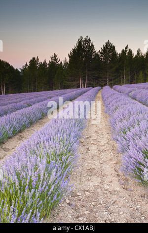 Lavendelfelder in der Nähe von Sault in der Morgendämmerung. Stockfoto