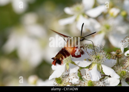 Kolibri Clearwing Motte auf dem Blackberry-Busch Stockfoto