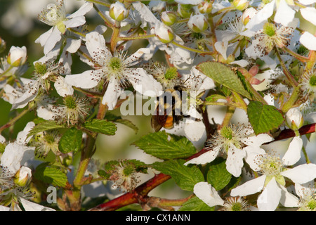 Hummel auf einer Blüte Black. Stockfoto