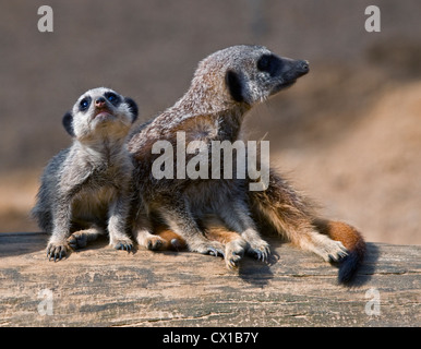 Schlanke Tailed Erdmännchen Mutter und junge (Suricata Suricatta) Stockfoto