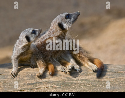 Schlanke Tailed Erdmännchen Mutter und junge (Suricata Suricatta) Stockfoto