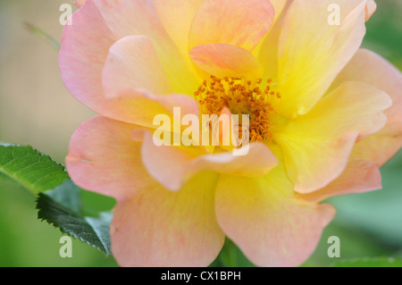 Pfirsich Rose blühen im Sommer Stockfoto