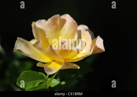 Pfirsich Rose blühen im Sommer Stockfoto