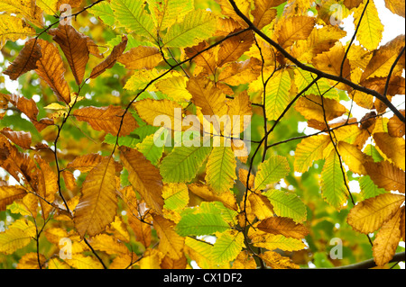 Sweet Chestnut lässt Castanea Sativa Ranscombe Farm Nature Reserve Kent UK goldenen Herbst Farben grün gelb Stockfoto