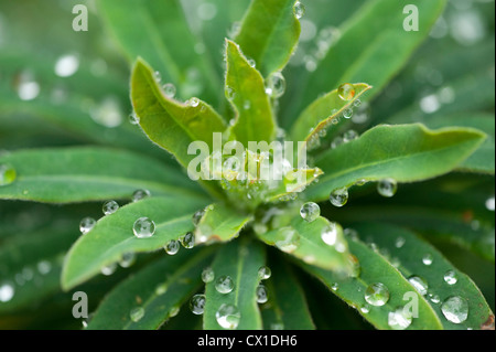 Abstrakte Wassertropfen auf verlässt Woodland Ranscombe Farm Nature Reserve Kent UK grünen Regentropfen Regen Muster Stockfoto