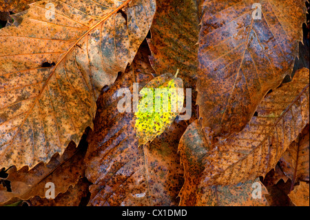 Buche lässt auf Waldboden Fagus Sylvatica Ranscombe Farm Nature Reserve Kent UK braun & grün Stockfoto