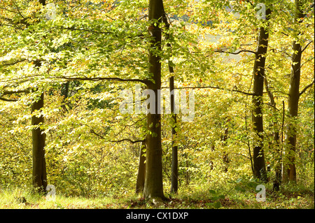 Beech Trees Fagus sylvatica Ranscombe Farm Nature Reserve Kent UK native atmospheric green beautiful peaceful Stockfoto