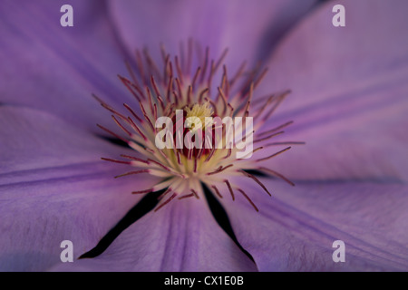 Makroaufnahme einer lila Clematis Zentrum Stockfoto