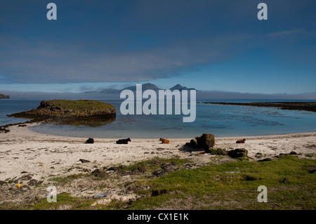 Insel der Muck Blick auf Eigg mit Vieh saß am Strand, Westküste von Schottland, Großbritannien. Stockfoto