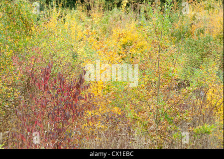 Gemischte Autum farbige Bäume Ranscombe Bauernhof Natur Reserve Kent UK Feld Ahorn Buche & Hartriegel gelb grün rot Stockfoto