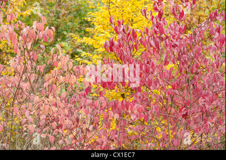 Gemischte Autum farbige Bäume Ranscombe Bauernhof Natur Reserve Kent UK Feld Ahorn Buche & Hartriegel gelb grün rot Stockfoto