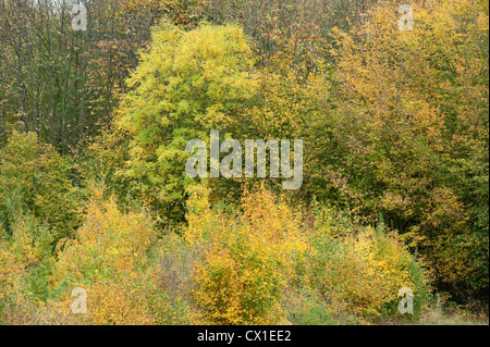 Gemischte Autum farbige Bäume Ranscombe Farm Nature Reserve Kent UK Feld Ahorn Buche gelbgrün Stockfoto