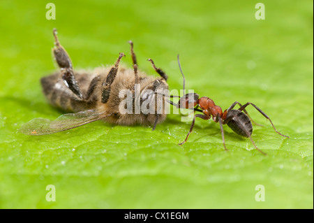 Holz-Ant ziehen einen Toten Honig Biene Apis Mellifera Kent UK Stockfoto