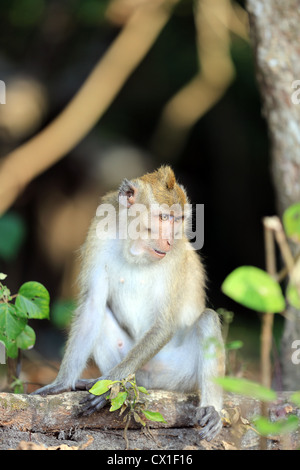 Makaken-Affen in Pangandaran Nationalpark, West-Java. Stockfoto