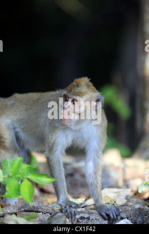 Makaken-Affen in Pangandaran Nationalpark, West-Java. Stockfoto