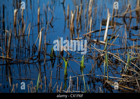 Reed Stümpfe im klaren blauen Wasser der Norfolk Broads, mit ersten Anzeichen für neue Triebe erscheinen Stockfoto