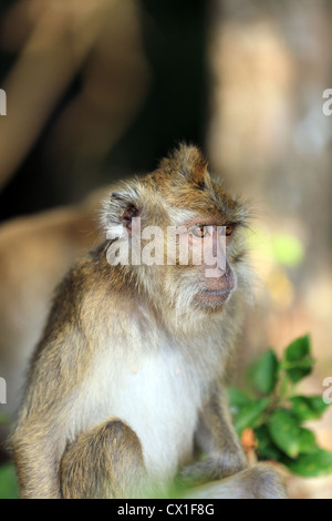 Makaken-Affen in Pangandaran Nationalpark, West-Java. Stockfoto