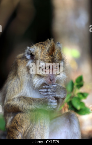 Makaken-Affen in Pangandaran Nationalpark, West-Java. Stockfoto