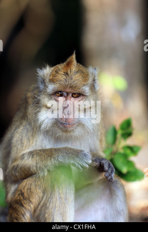 Makaken-Affen in Pangandaran Nationalpark, West-Java. Stockfoto