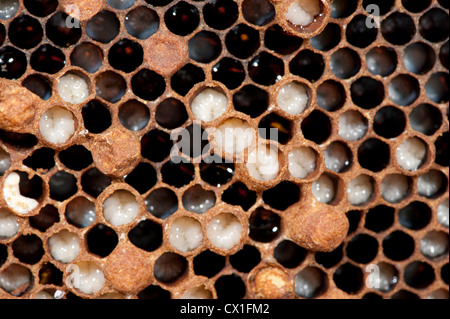 Drohne Larven Honig Biene Apis Mellifera Kent UK Stockfoto