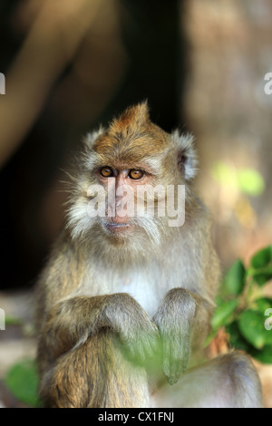 Makaken-Affen in Pangandaran Nationalpark, West-Java. Stockfoto