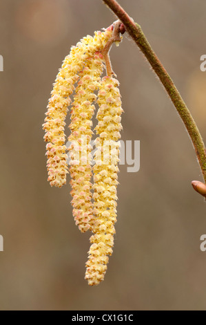 Nahaufnahme von Hazel Blütenstand Corylus Avellana im Frühjahr männlichen Kätzchen Oxford UK Stockfoto