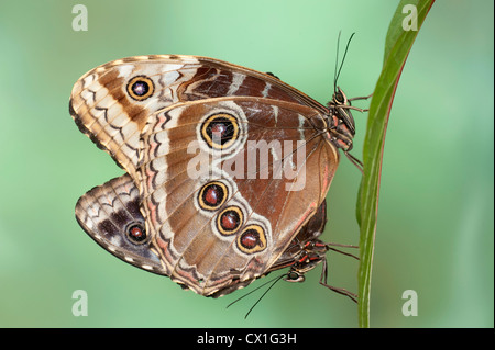 Blauen Morpho Schmetterlinge Paarung Morpho Peleides Central & Südamerika paar zusammen Unterseite der Flügel Auge Flecken Regenwald Stockfoto