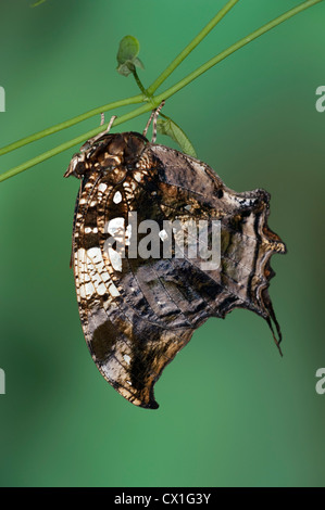 Marmorierte Leafwing oder Silber besetzte Leafwing Schmetterling Hypna Klytaimnestra Südamerika Stockfoto